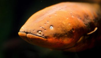Elektrisk ål — en fisk under spænding!