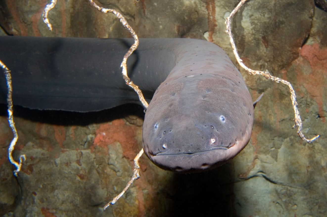 Elektrisk ål — en fisk under spænding!