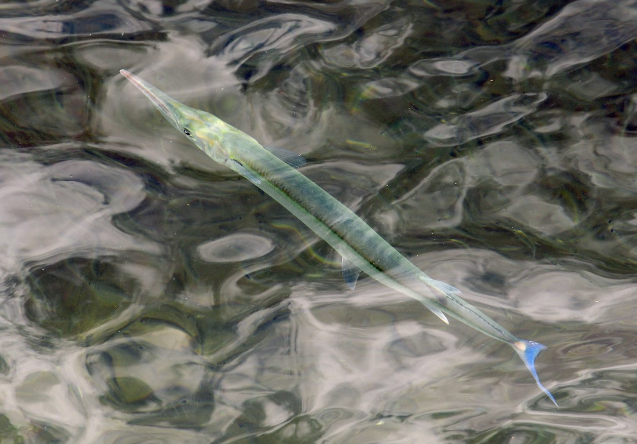 Fisk gemmer sig for varmen på dybden i hele havet