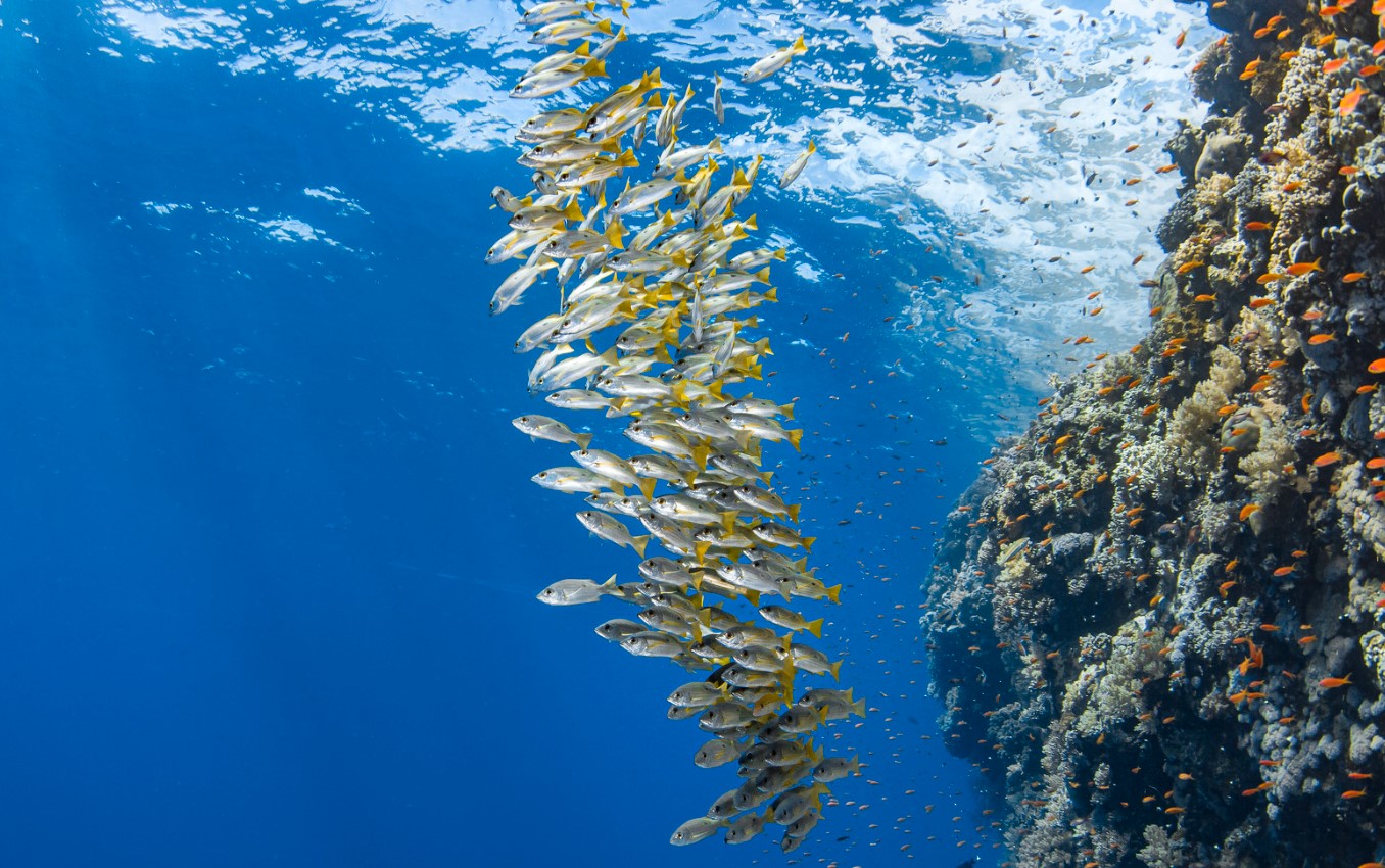 Fisk gemmer sig for varmen på dybden i hele havet