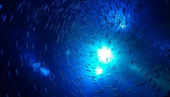 Fisk gemmer sig for varmen på dybden i hele havet