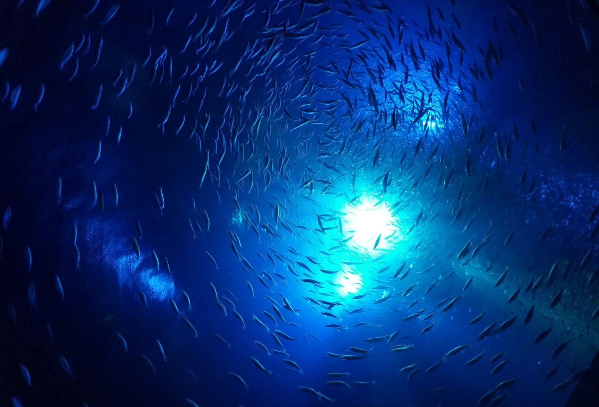 Fisk gemmer sig for varmen på dybden i hele havet