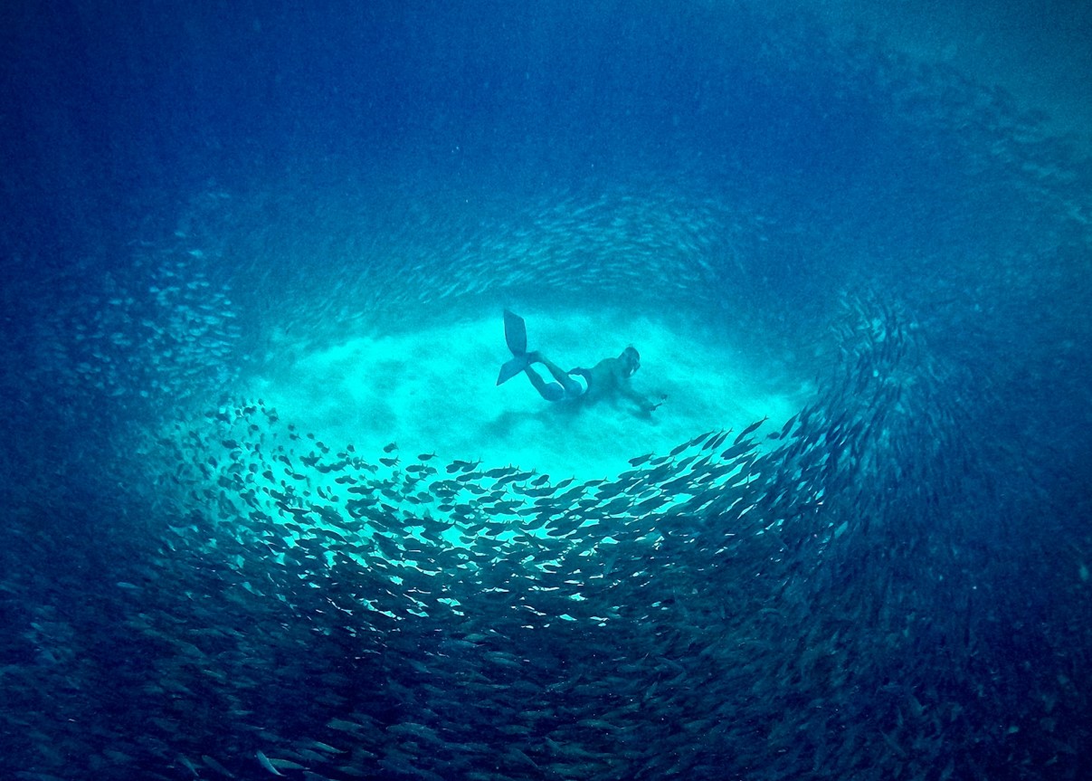 Fisk gemmer sig for varmen på dybden i hele havet