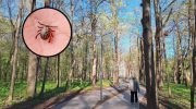 Flåter invaderer byparkerne. Her er hvordan du undgår dem.