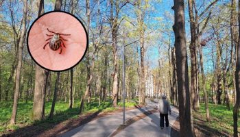 Flåter invaderer byparkerne. Her er hvordan du undgår dem.