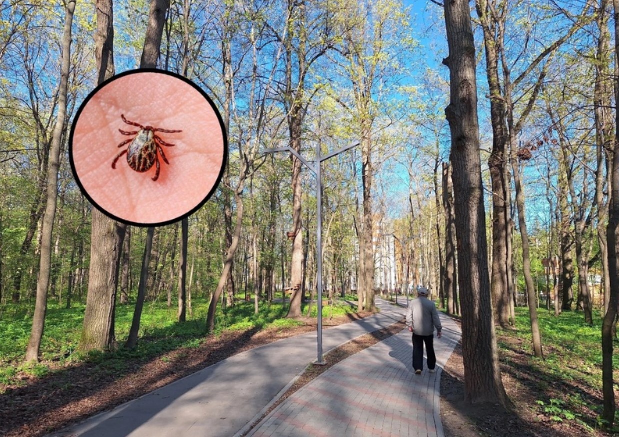 Flåter invaderer byparkerne. Her er hvordan du undgår dem.