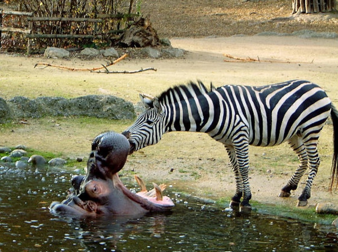 Zebra: uskyldige heste viste sig at være hårdere end flodheste
