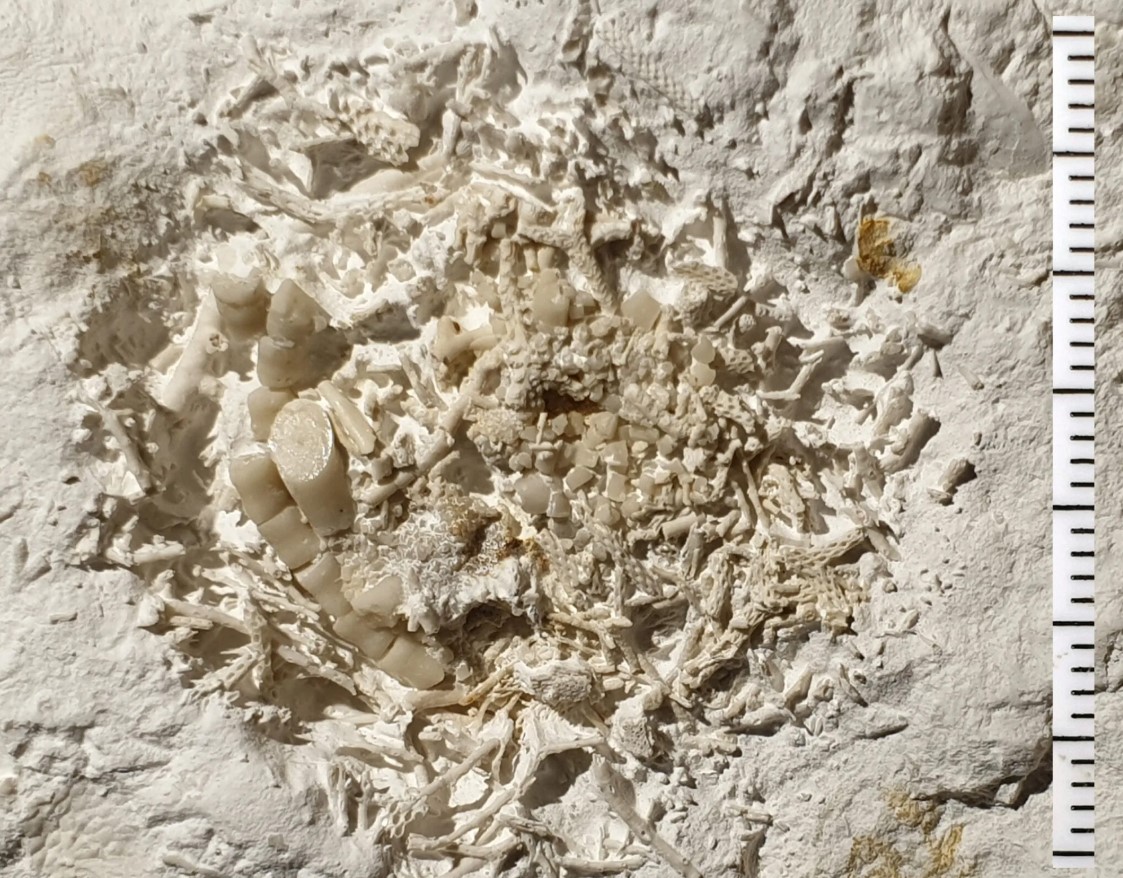 66 millioner år gammelt fossilt dyreopkast fundet i Danmark