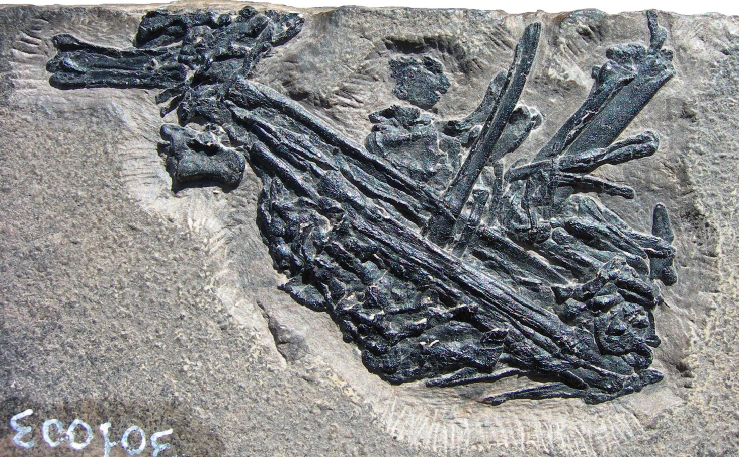 66 millioner år gammelt fossilt dyreopkast fundet i Danmark