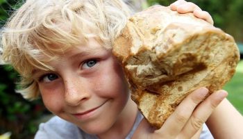 66 millioner år gammelt fossilt dyreopkast fundet i Danmark