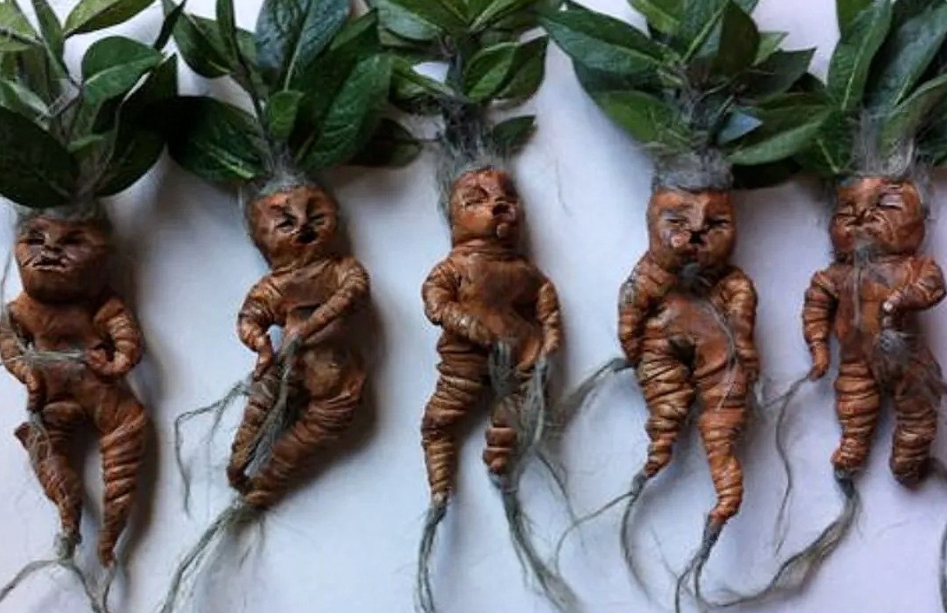De meget menneskelige stumper fra Harry Potter: ginseng i virkeligheden
