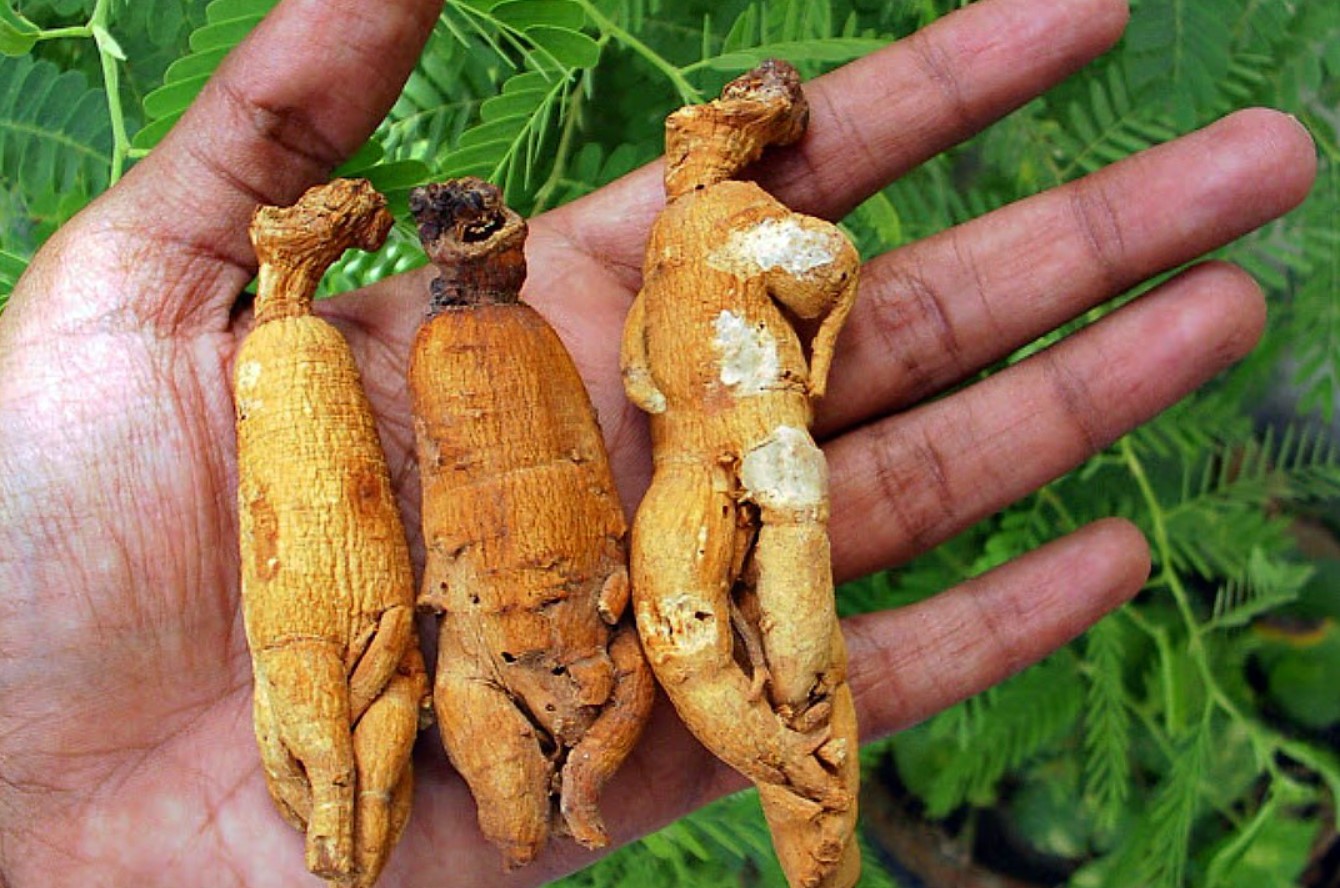 De meget menneskelige stumper fra Harry Potter: ginseng i virkeligheden