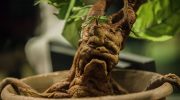 De meget menneskelige stumper fra Harry Potter: ginseng i virkeligheden