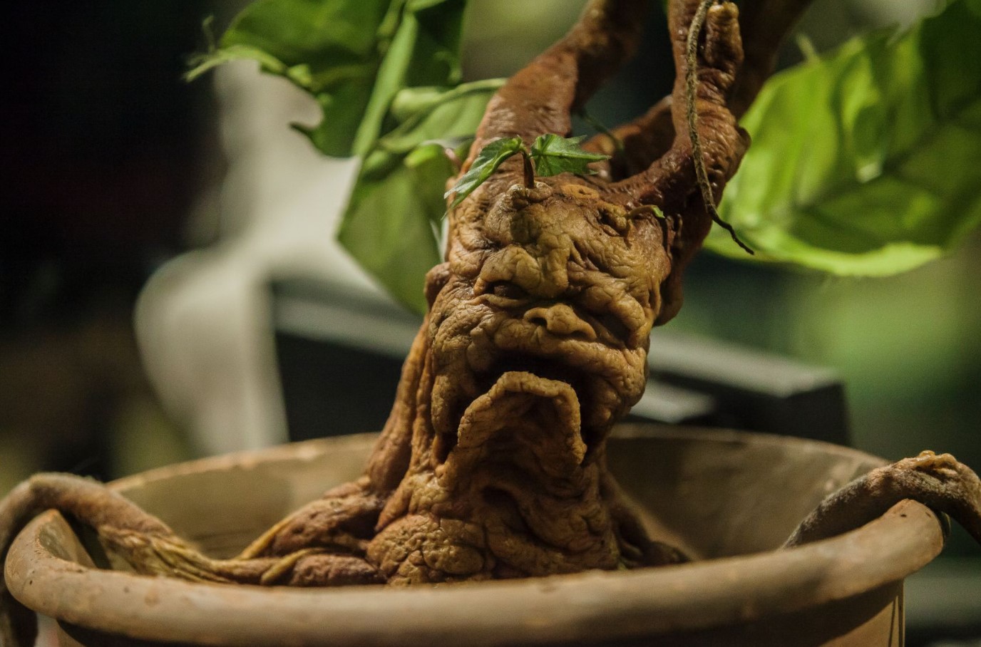 De meget menneskelige stumper fra Harry Potter: ginseng i virkeligheden