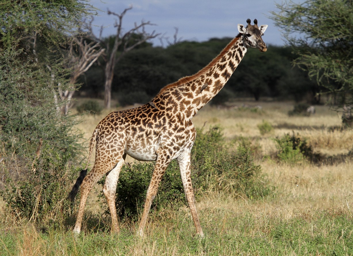 Masai-giraffen — det højeste dyr i verden