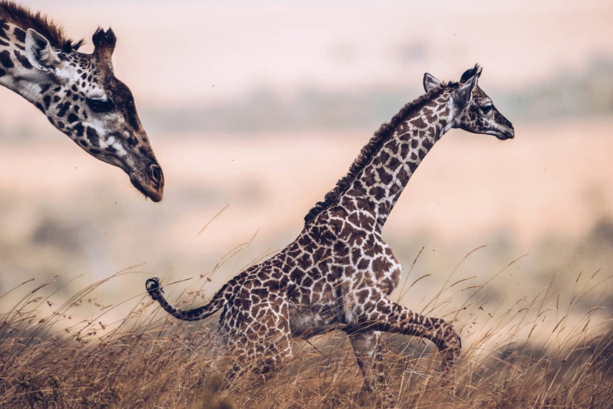 Masai-giraffen — det højeste dyr i verden