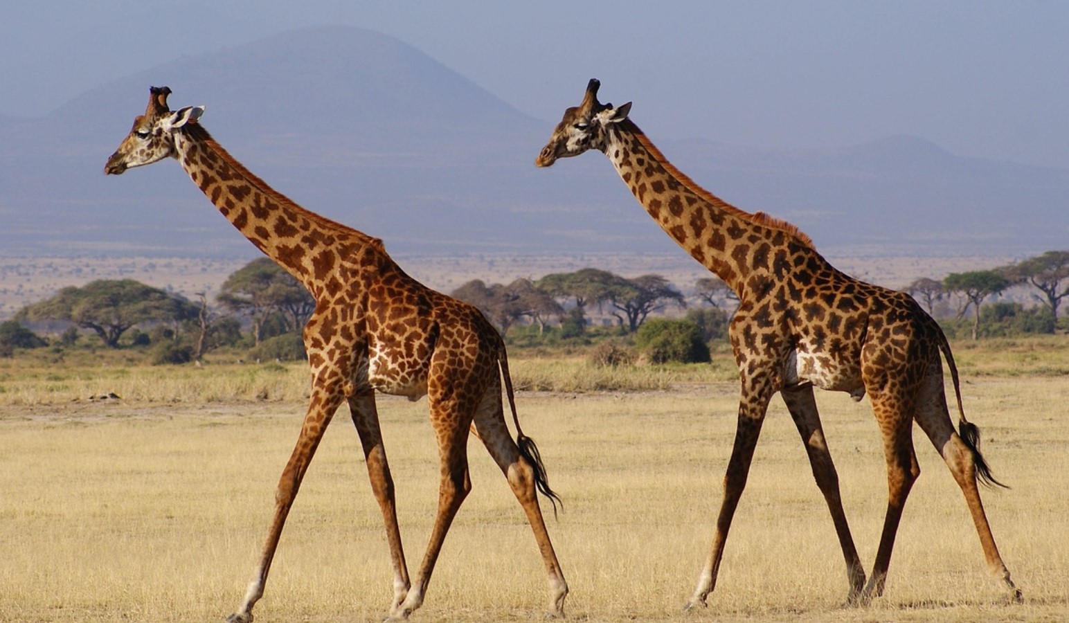 Masai-giraffen — det højeste dyr i verden