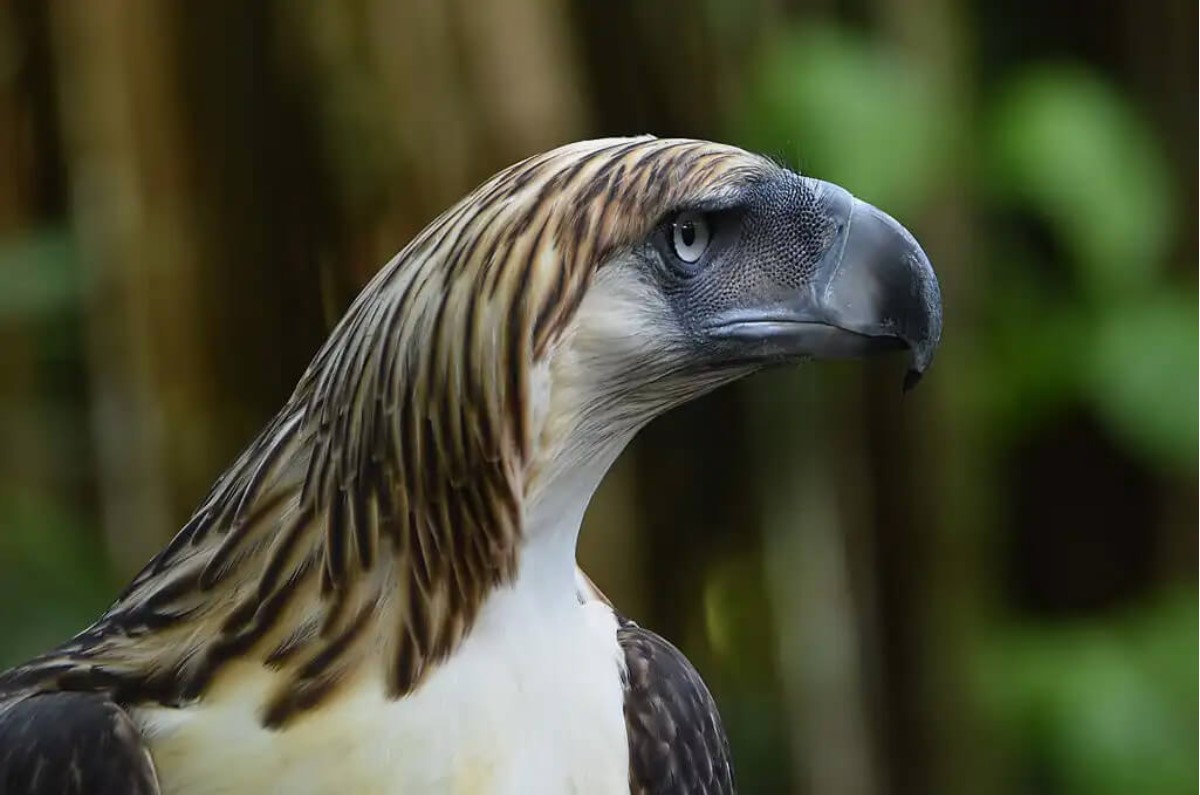 Filippinsk harpy: kæmpe abeørn