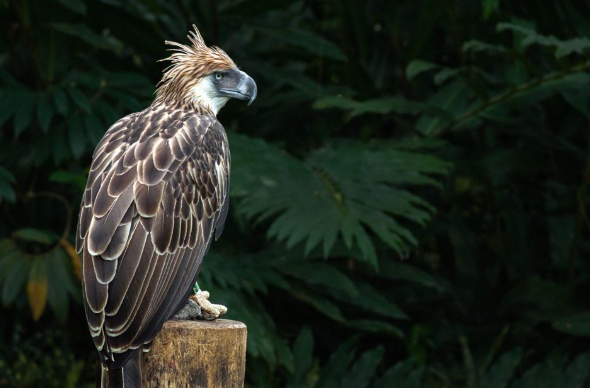 Filippinsk harpy: kæmpe abeørn