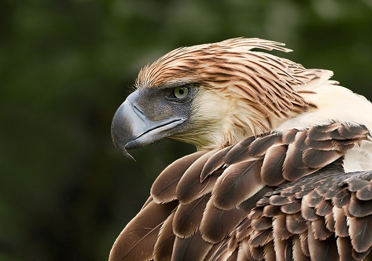 Filippinsk harpy: kæmpe abeørn