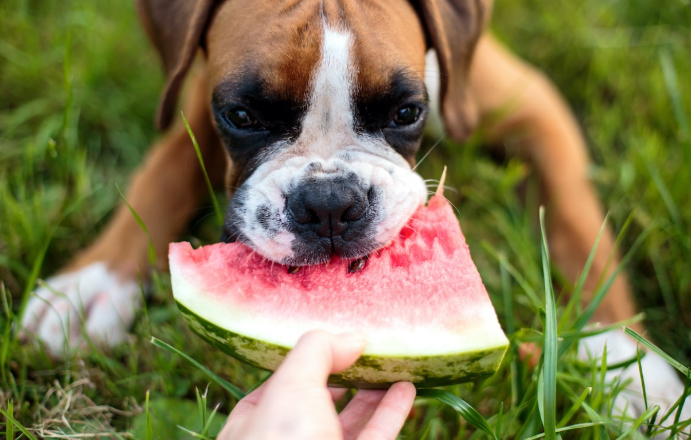 En favorit sommerfrugt, der kan koste din hund livet: hvad denne farlige godbid gemmer på
