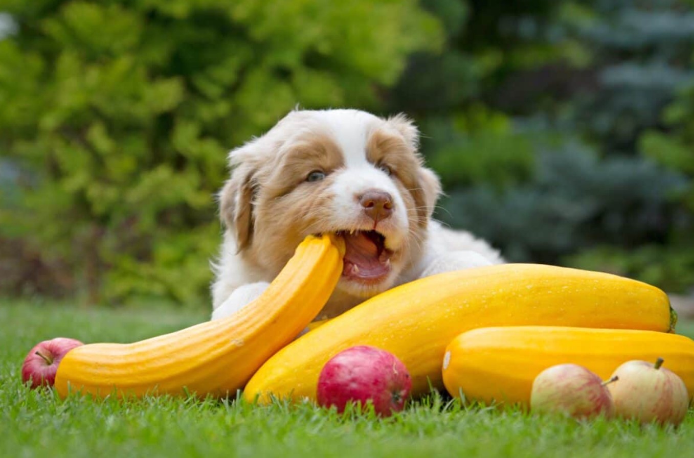 En favorit sommerfrugt, der kan koste din hund livet: hvad denne farlige godbid gemmer på