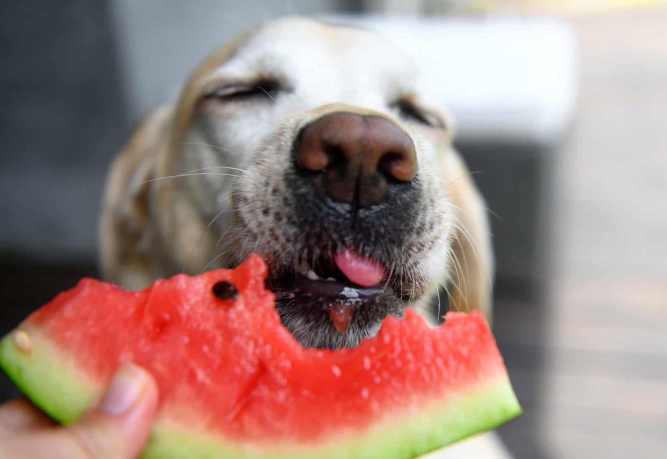 En favorit sommerfrugt, der kan koste din hund livet: hvad denne farlige godbid gemmer på