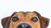 En favorit sommerfrugt, der kan koste din hund livet: hvad denne farlige godbid gemmer på