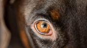 Hunde elsker ikke kun, de er også jaloux: hvordan man forstår, når dit kæledyr forsøger at få din opmærksomhed tilbage
