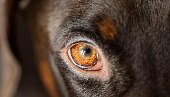 Hunde elsker ikke kun, de er også jaloux: hvordan man forstår, når dit kæledyr forsøger at få din opmærksomhed tilbage