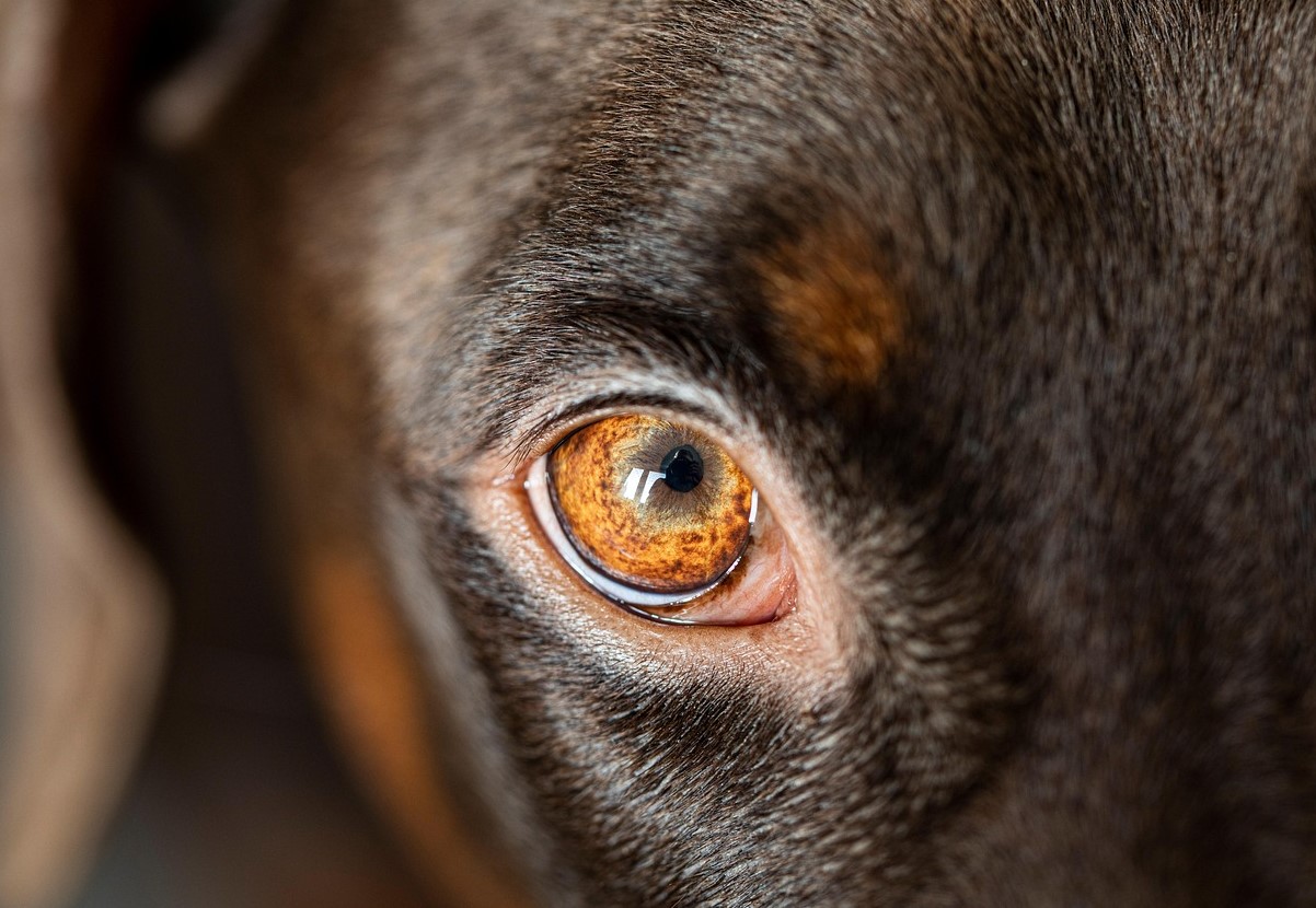 Hunde elsker ikke kun, de er også jaloux: hvordan man forstår, når dit kæledyr forsøger at få din opmærksomhed tilbage
