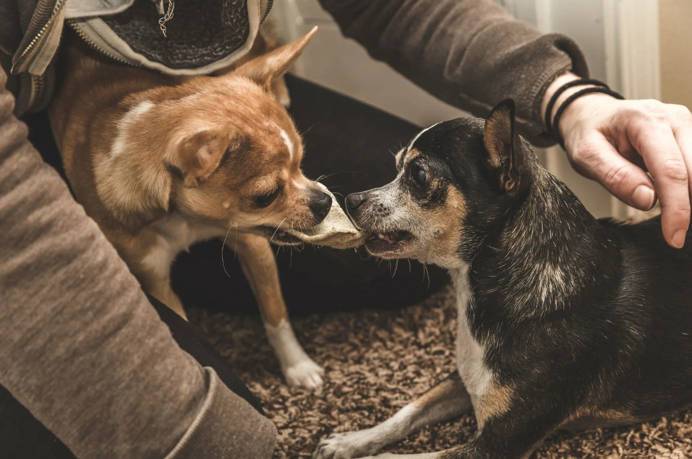 Hunde elsker ikke kun, de er også jaloux: hvordan man forstår, når dit kæledyr forsøger at få din opmærksomhed tilbage