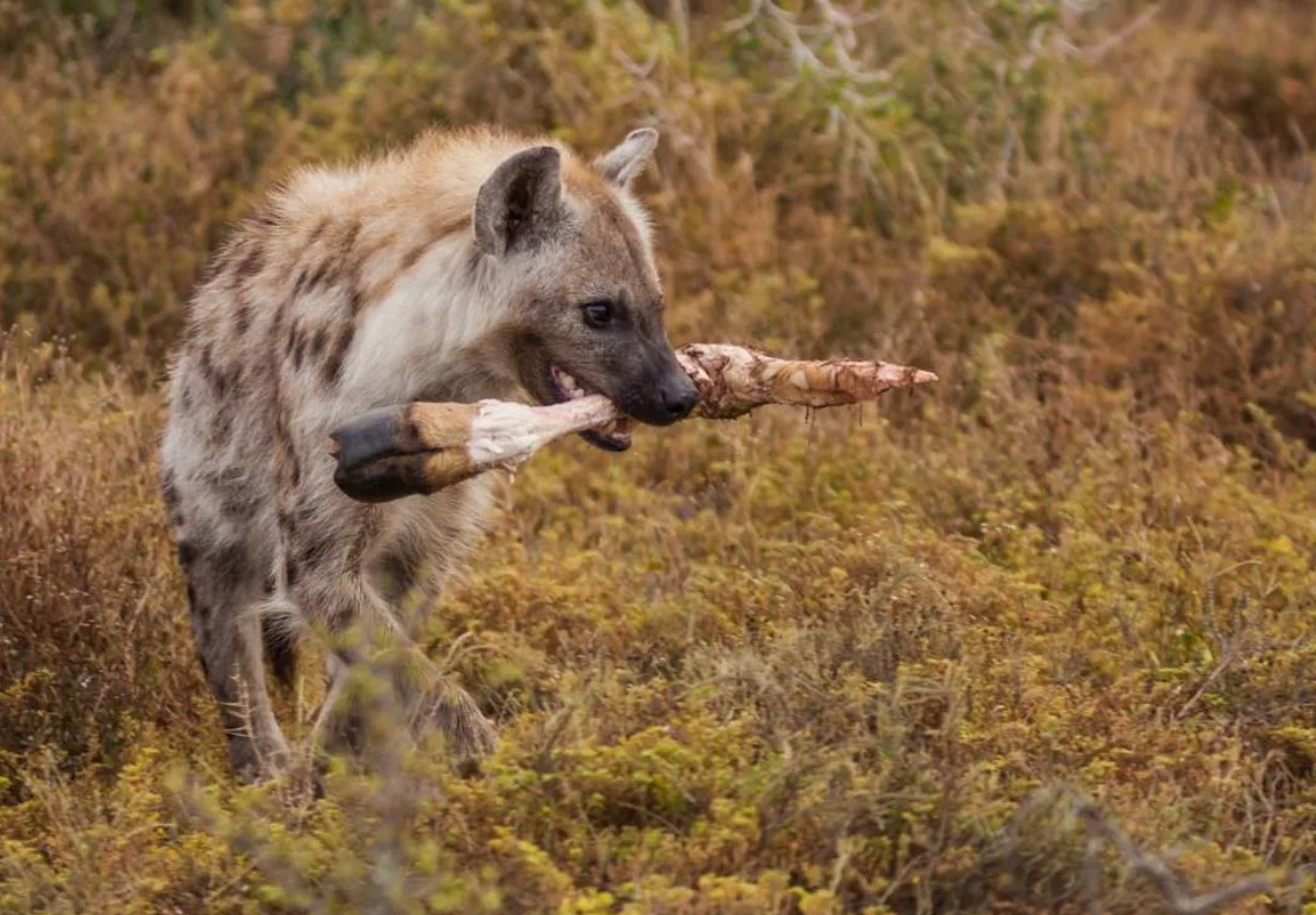 Et rovdyr i en gøglermaske: hvorfor hyæner er frygtede og foragtede, selv i dyreriget