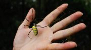 Invasive joro-edderkopper kan dyrke kannibalisme