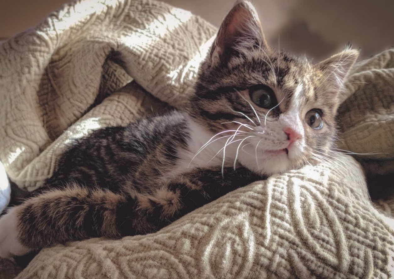 Katten alene hjemme i ferien: hvor længe kan den klare sig, og hvordan sikrer man dens sikkerhed