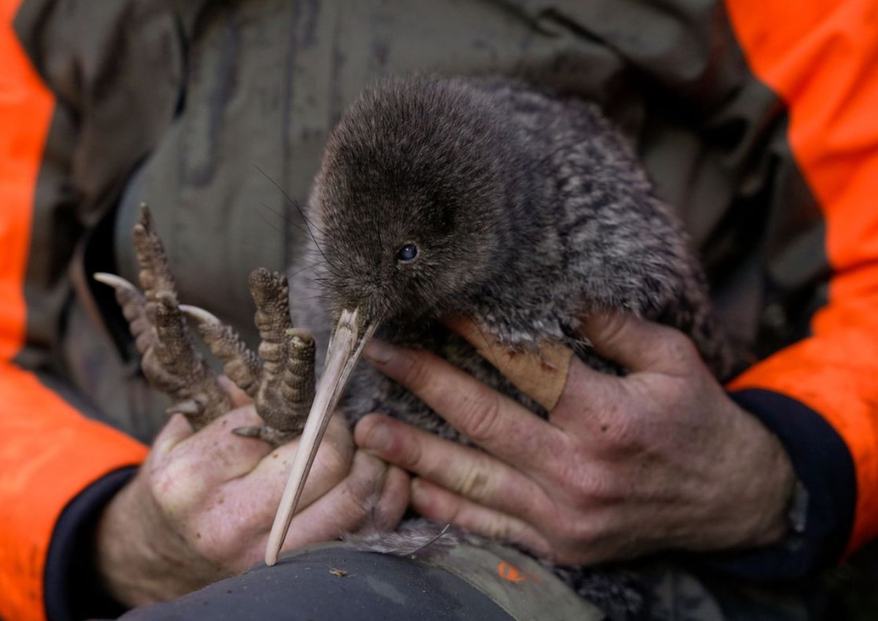 I New Zealand har man fundet en fugl, som man troede var udryddet for 50 år siden