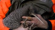 I New Zealand har man fundet en fugl, som man troede var udryddet for 50 år siden