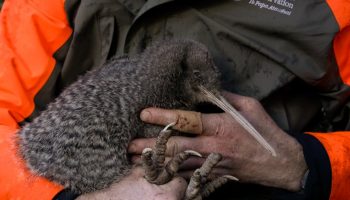 I New Zealand har man fundet en fugl, som man troede var udryddet for 50 år siden