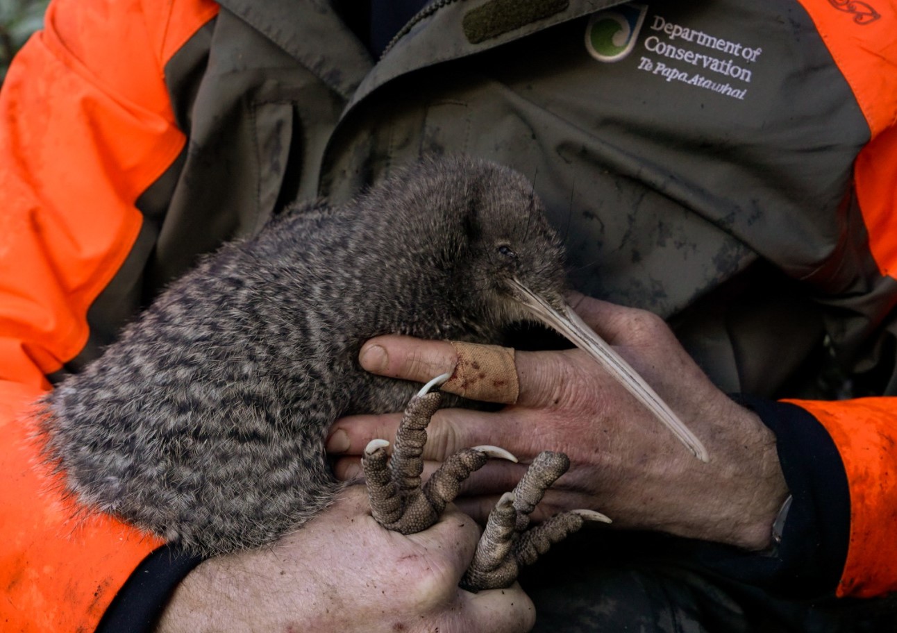 I New Zealand har man fundet en fugl, som man troede var udryddet for 50 år siden
