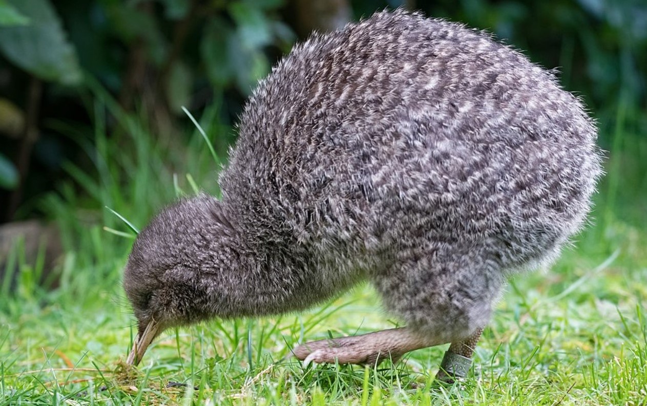 I New Zealand har man fundet en fugl, som man troede var udryddet for 50 år siden