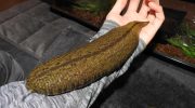 Amazonas klepsina – verdens største igle