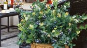 Plantning af frugtbuske i krukker: hindbær, blåbær og blommer på terrassen