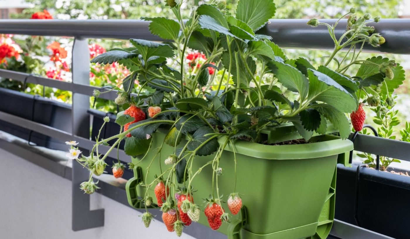 Plantning af frugtbuske i krukker: hindbær, blåbær og blommer på terrassen