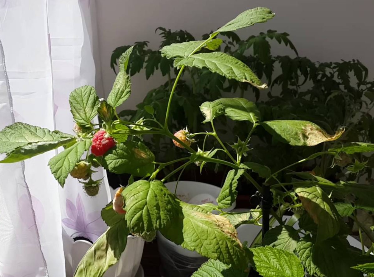 Plantning af frugtbuske i krukker: hindbær, blåbær og blommer på terrassen