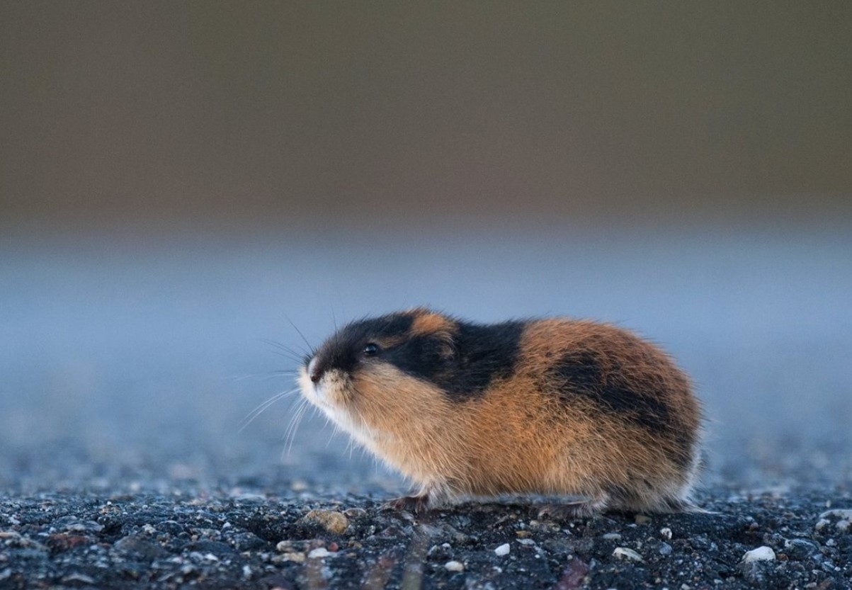 Den norske lemming har vist sig at være en af de yngste pattedyrarter, der nogensinde er blevet opdaget.