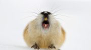 Den norske lemming har vist sig at være en af de yngste pattedyrarter, der nogensinde er blevet opdaget.