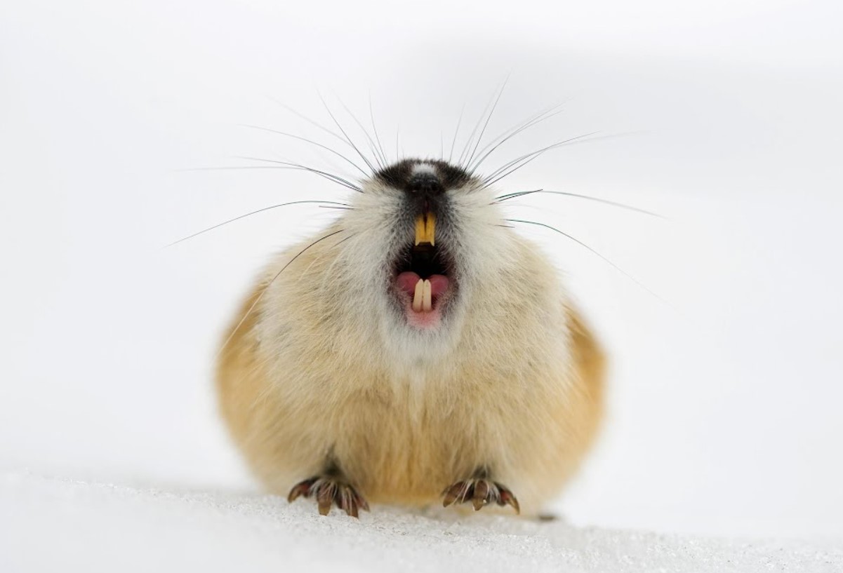 Den norske lemming har vist sig at være en af de yngste pattedyrarter, der nogensinde er blevet opdaget.