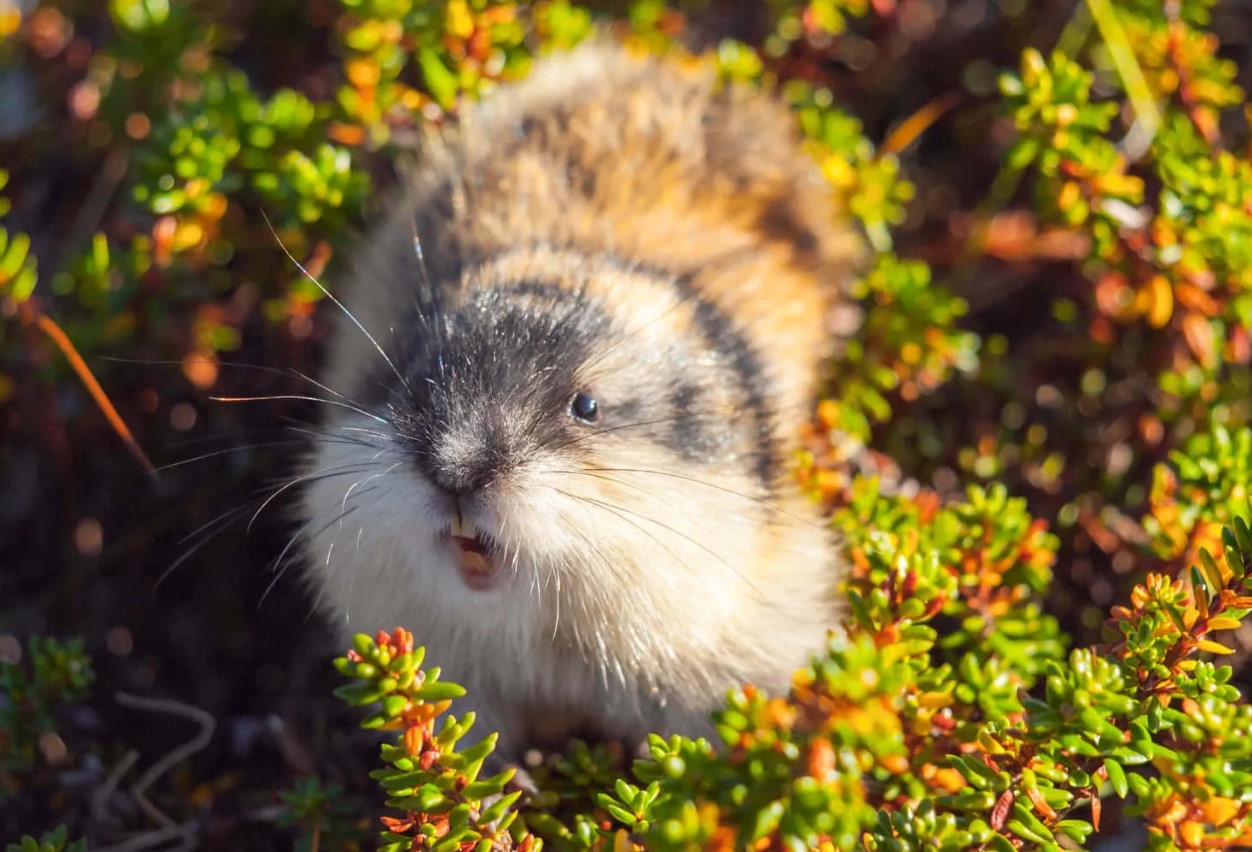 Den norske lemming har vist sig at være en af de yngste pattedyrarter, der nogensinde er blevet opdaget.