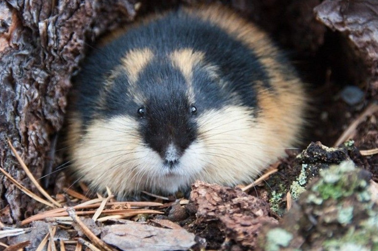 Den norske lemming har vist sig at være en af de yngste pattedyrarter, der nogensinde er blevet opdaget.