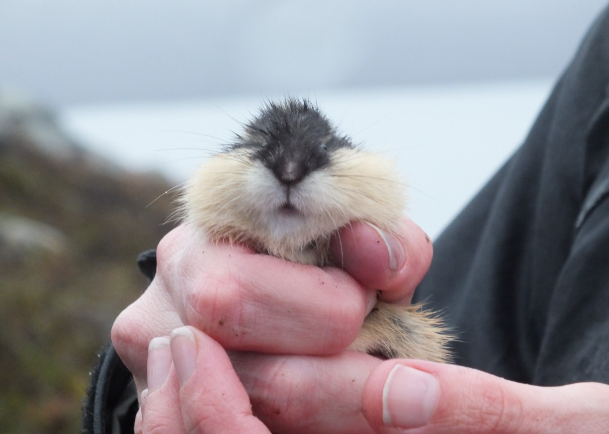 Den norske lemming har vist sig at være en af de yngste pattedyrarter, der nogensinde er blevet opdaget.